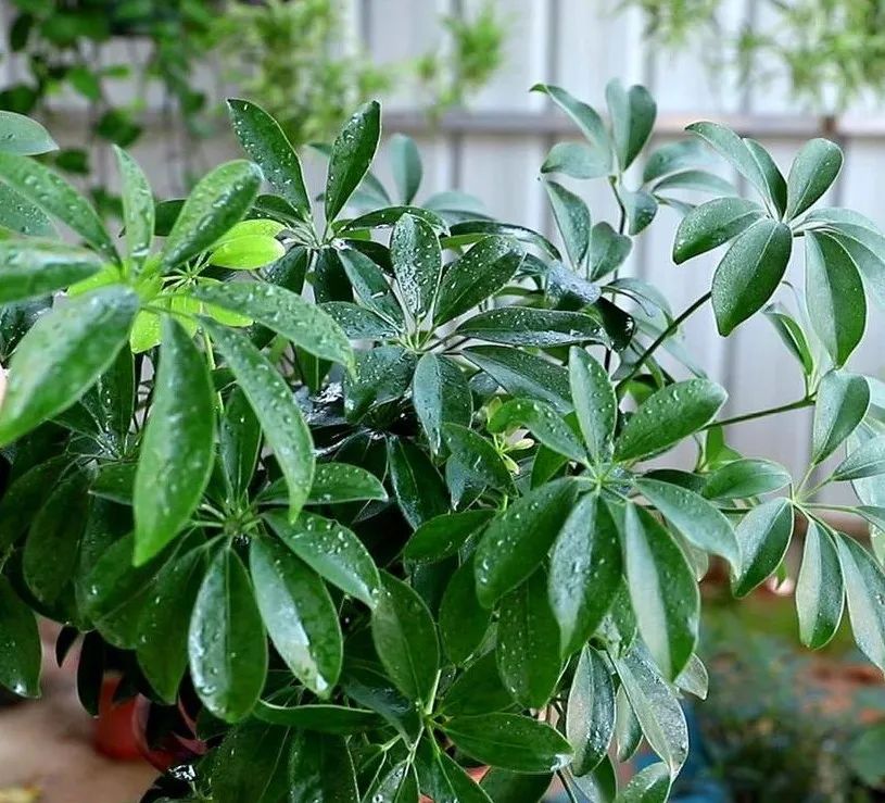 招财树叶子枯黄掉叶小妙招,招财树叶子发黄掉落怎么补救