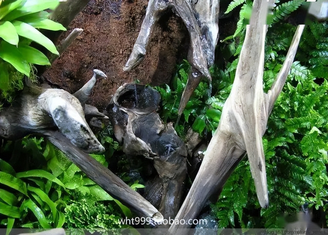 雨林缸超小,雨林缸电视柜