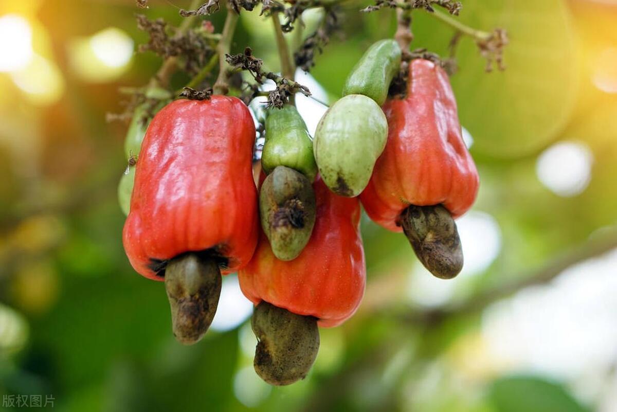 越南腰果渠道销量,特大腰果越南腰果