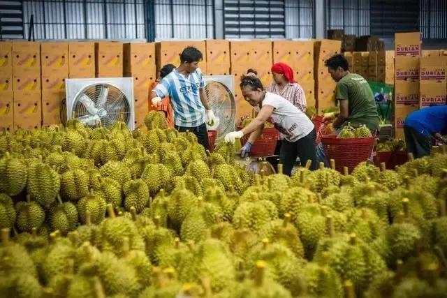 榴莲批发泰国榴莲品种大全,在哪里能买到真正的泰国榴莲