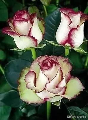 玫瑰花真的有那么多颜色吗,玫瑰花各种各样的颜色