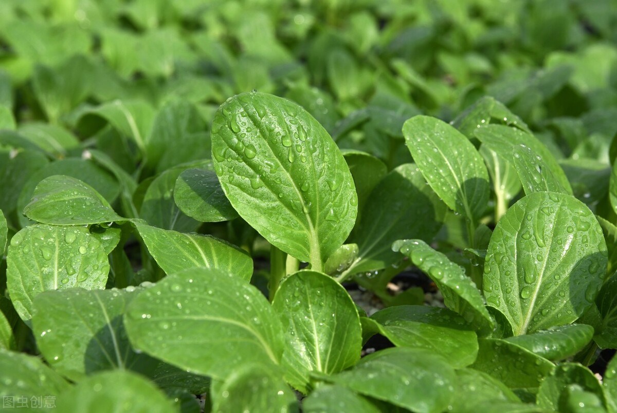 云南今日菜价查询最新蔬菜价格表,2024年1月7日云南蔬菜价格一览表