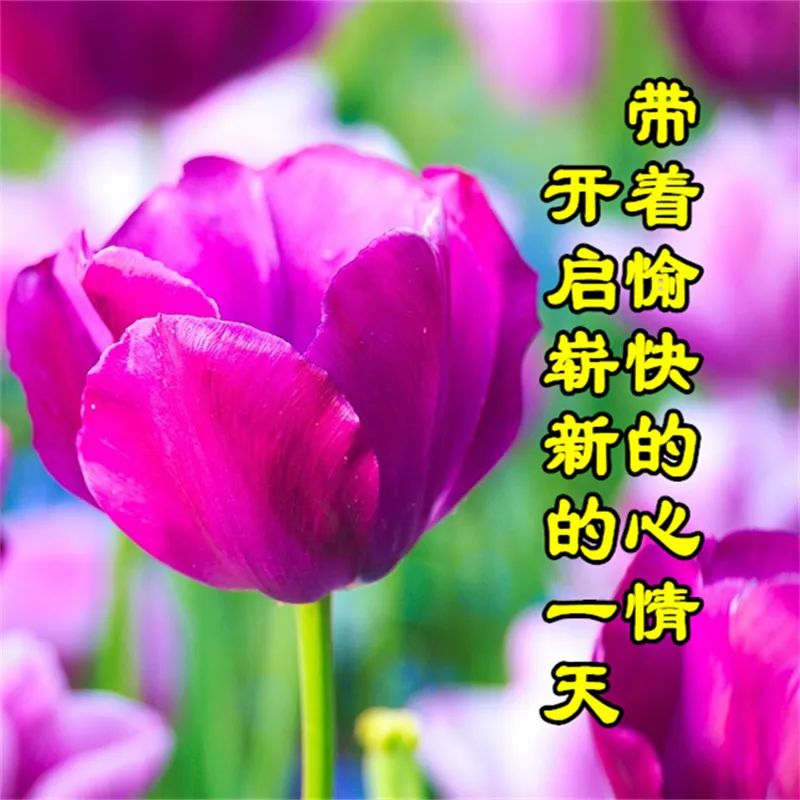 早上好暖心的早安问候图片,周一至周日最美早安问候图