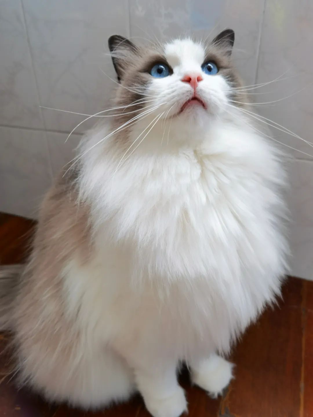 汤圆布偶猫,最好看的布偶猫汤圆