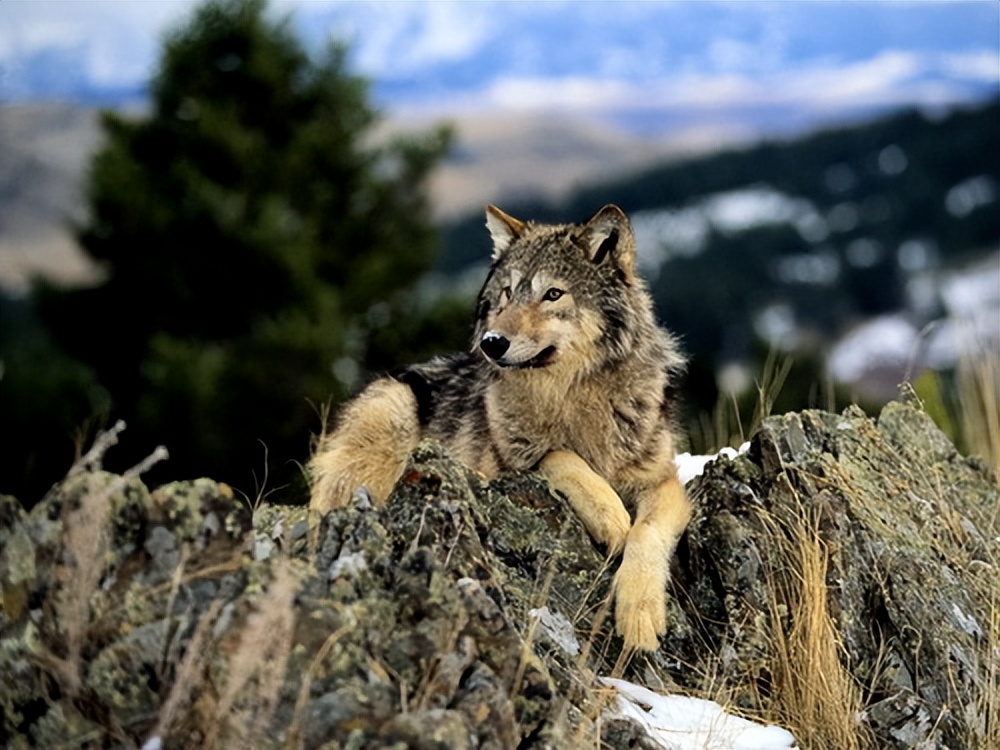 老猎人可怕经历,极度恐慌1到4级实验室