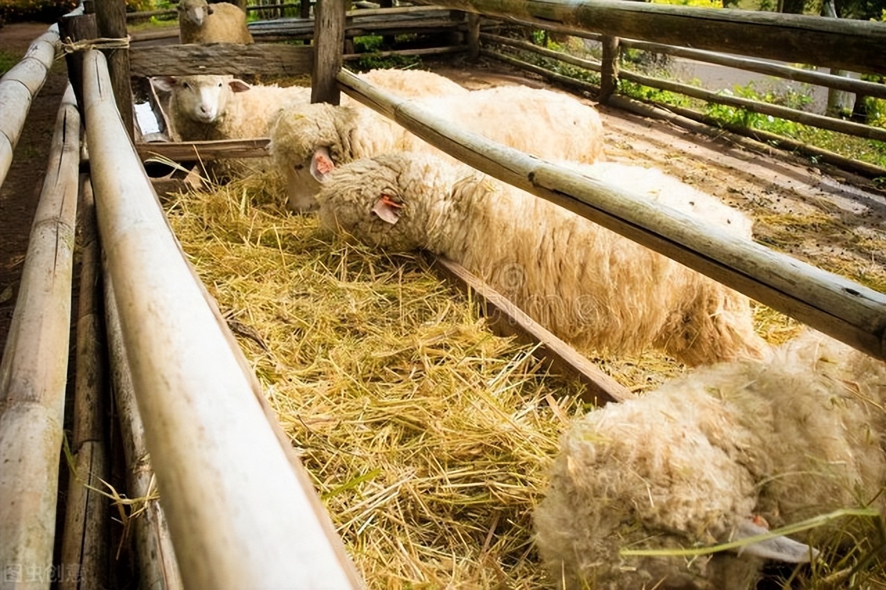 育肥羊养羊知识大全,养羊圈养育肥
