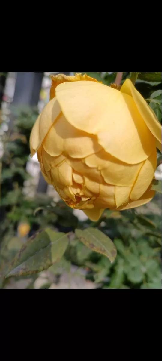 认识各种花卉名称,认识各种花的名字