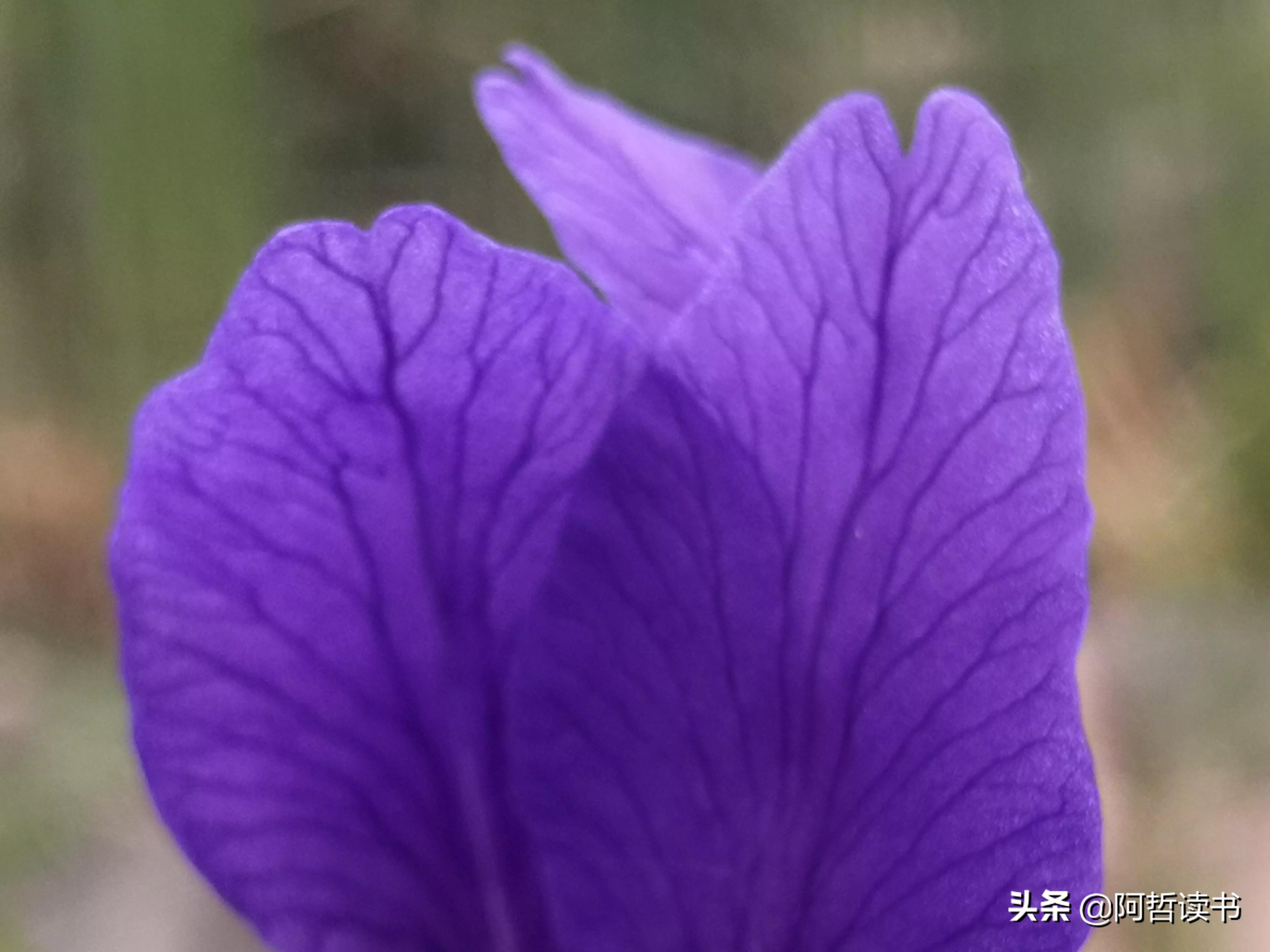 婀娜多姿鸢尾花,鸢尾花婀娜多姿