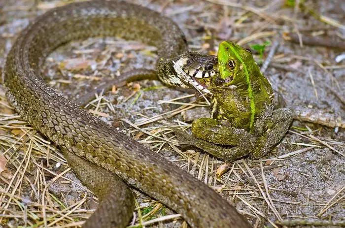 蛇都吃什么,蛇都吃啥