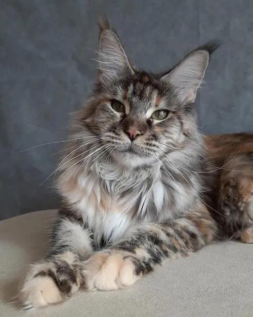 美短猫咪有几种品种,你了解的猫咪品种有几个