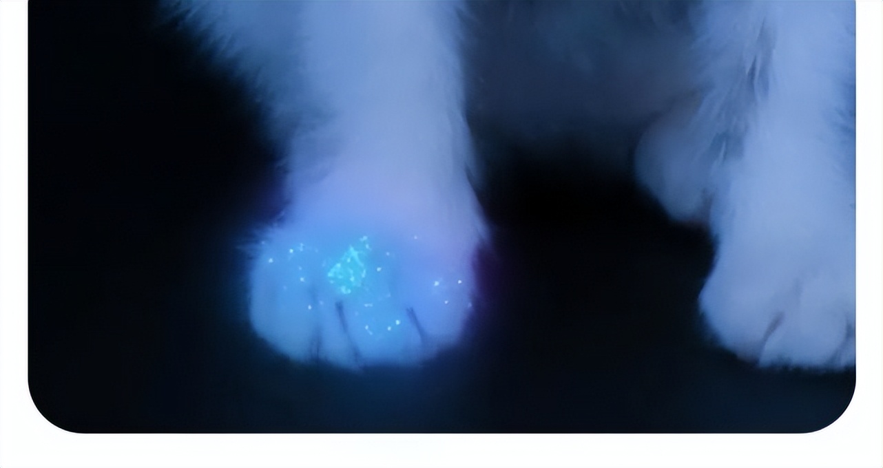 猫咪得了猫癣人怎么办,猫咪猫癣怎么治好得快