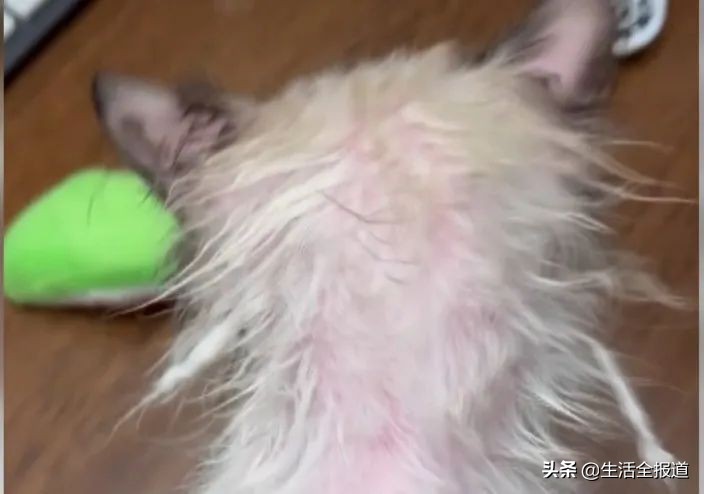 猫咪夏天掉毛严重怎么办,夏季猫咪掉毛严重用什么梳子