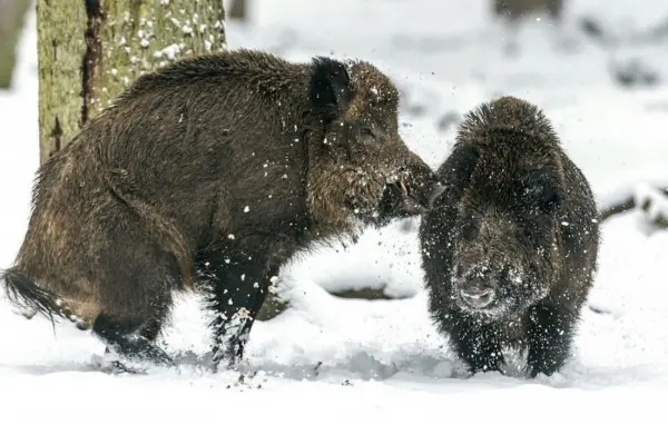 野猪冬天为什么上最高山头过冬,东北冬天的野猪喜欢在什么地方