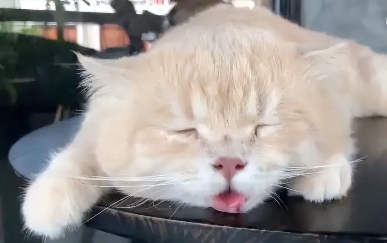 猫咪中暑的症状,猫咪中暑有什么表现