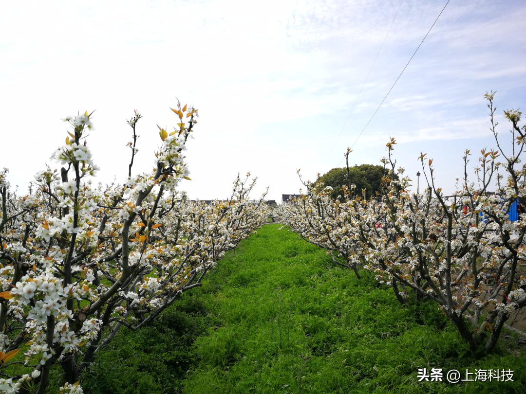 专注农作物病虫害防治,专注植物病虫害防治的植保专家