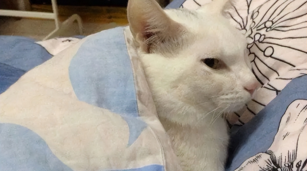 失眠多梦入睡困难浅睡眠怎么调理,睡眠时间足够但是睡不醒且多梦