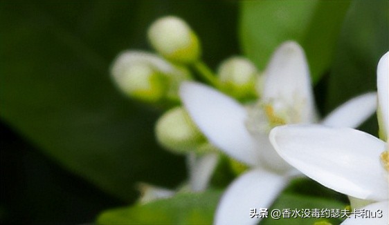 夏日香水,夏日香水有哪几种
