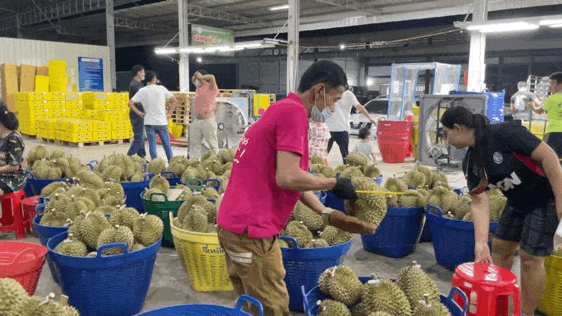 真的榴莲自由了！在泰国榴莲工厂干饭，幸福的泪水从嘴角流下来