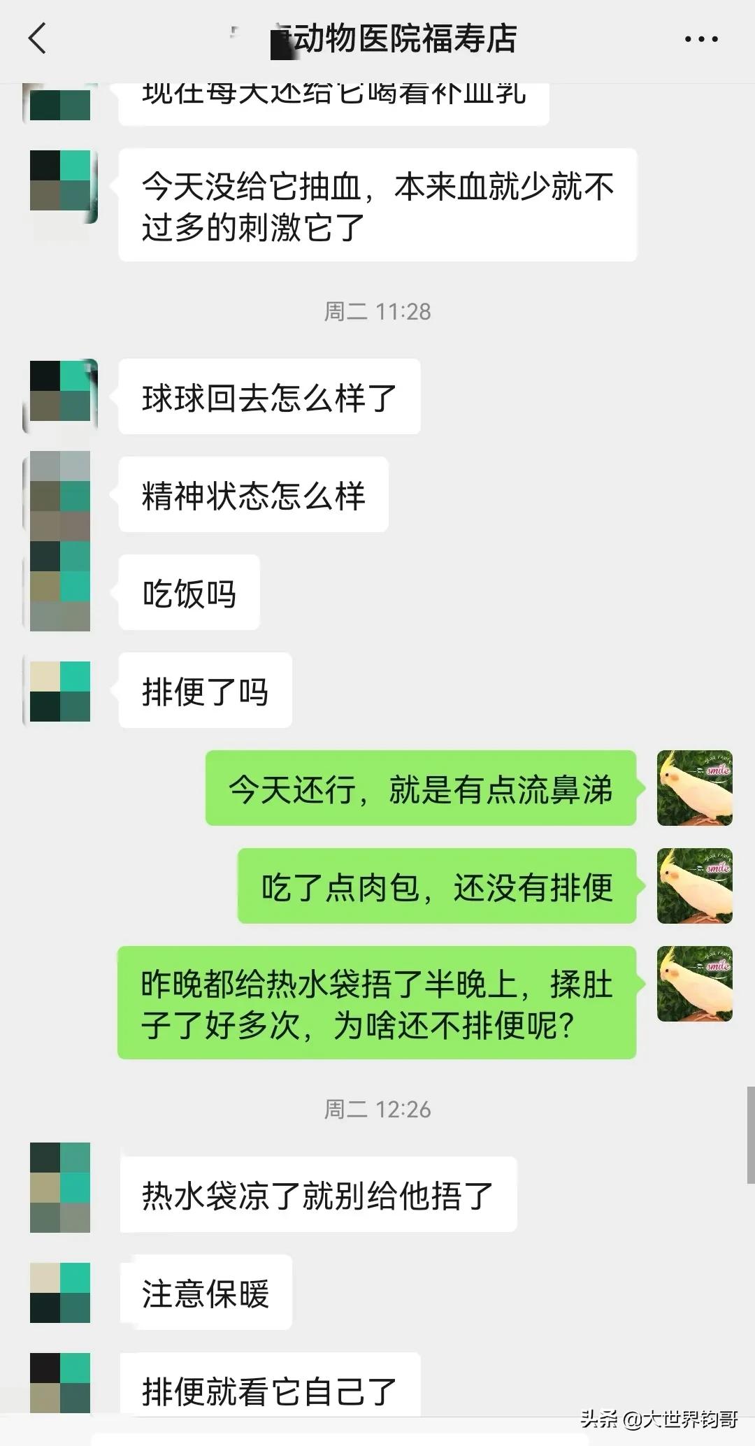 法斗幼犬得了细小治疗成功率多少,我家狗狗得了细小突然咬我一下