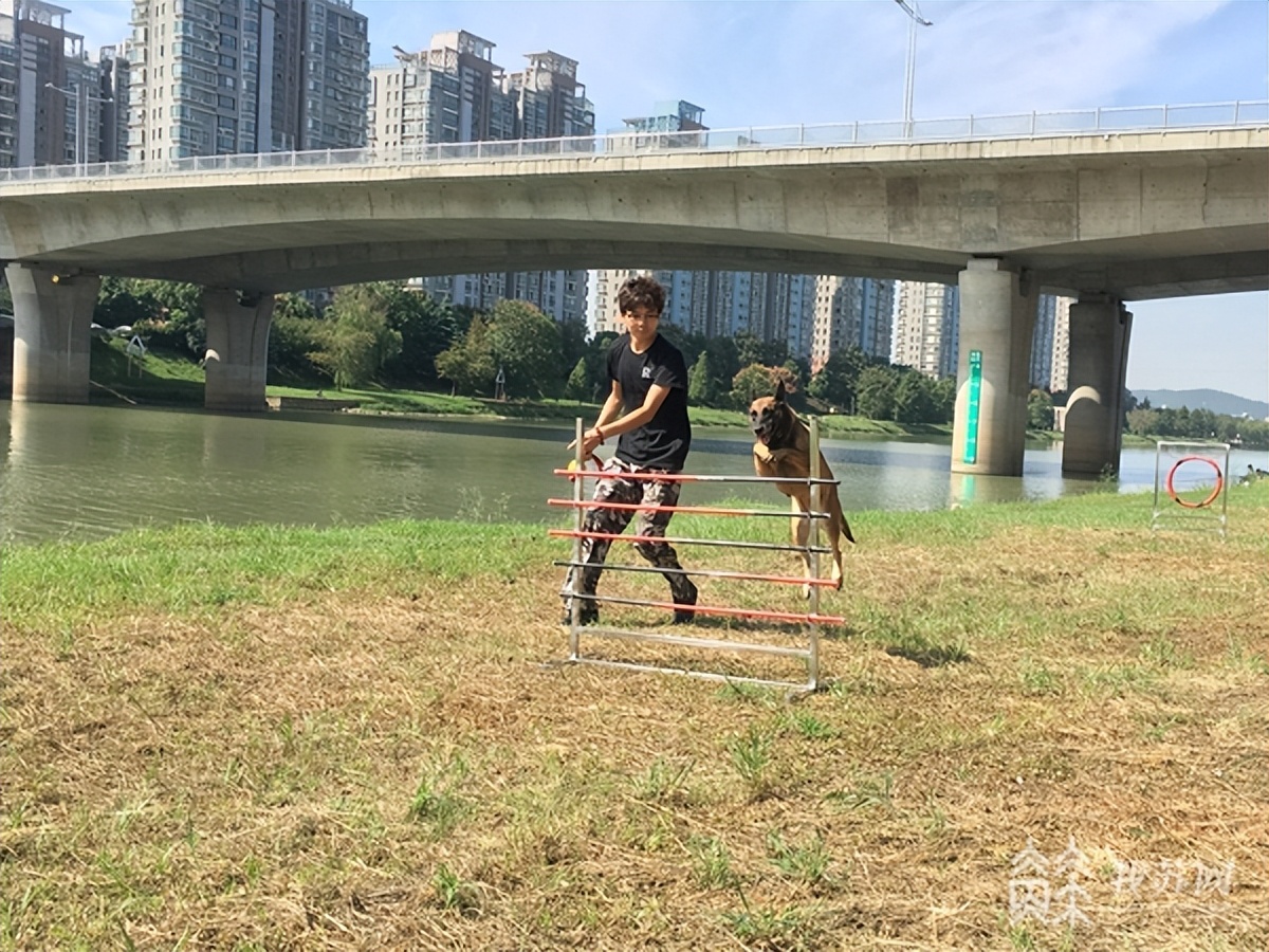 专业训练狗狗多少钱一个月,5000元一个月的狗狗培训