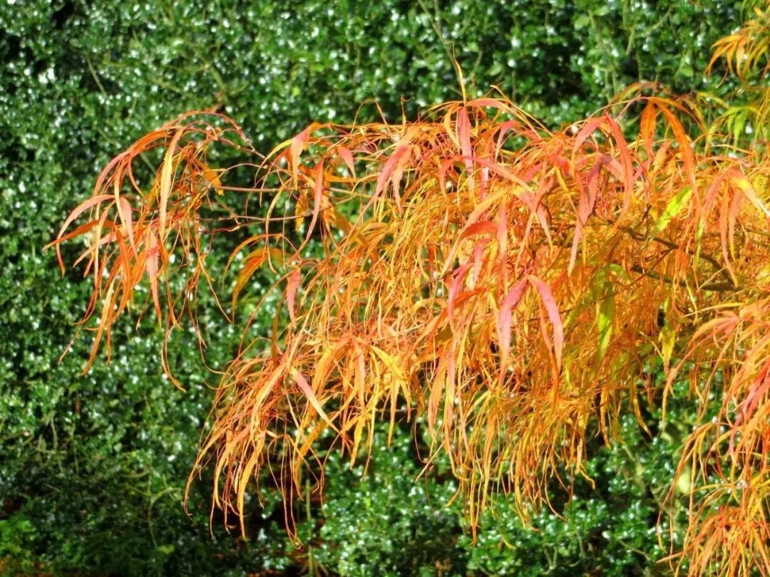 「秋天必看」枫树图鉴22年版——鸡爪枫及日本枫篇