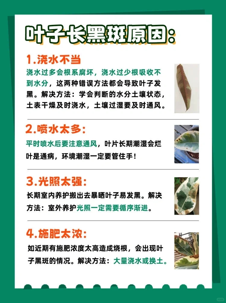 花叶橡皮树可以半阴养护吗,花叶橡皮树的养护方法