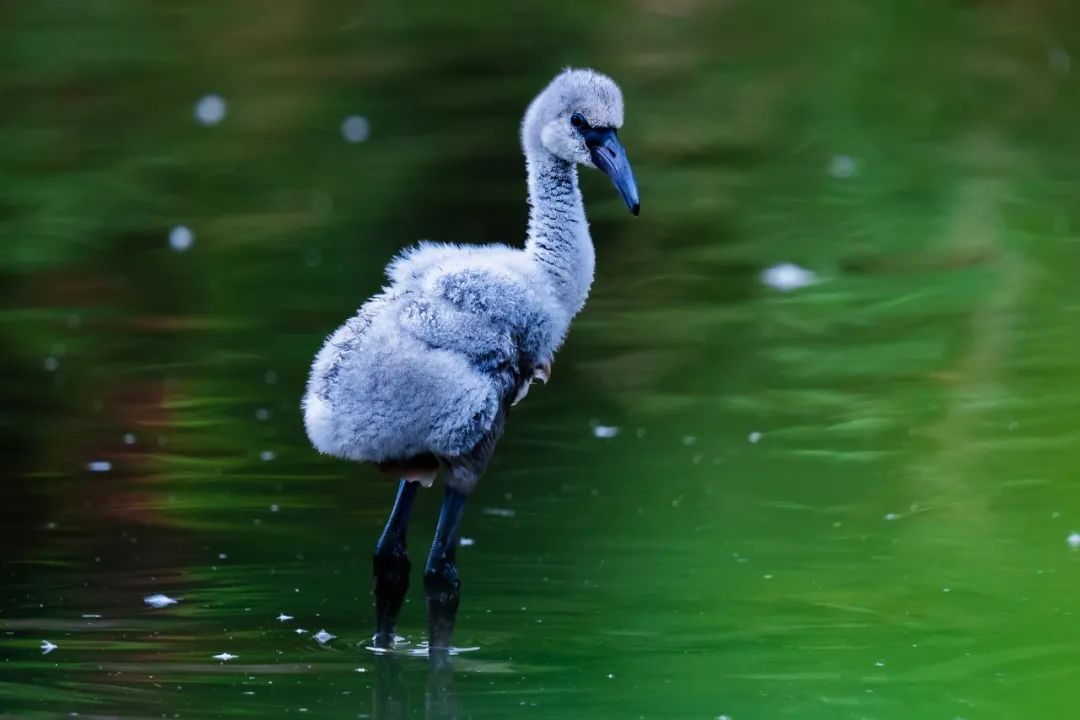 150-600mm超长焦镜头,150-600长焦镜头能拍多远