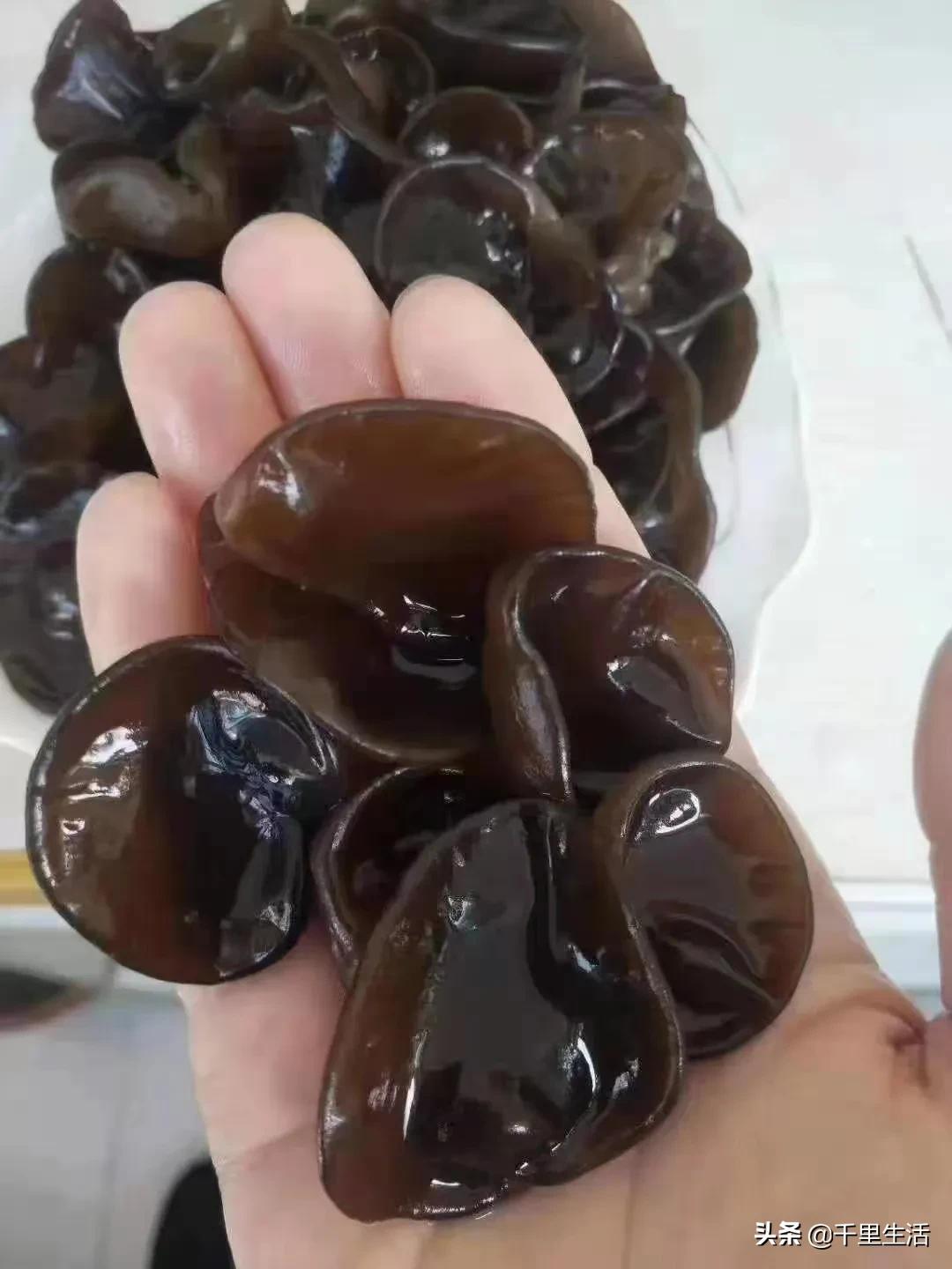 “素中之荤、素珍之王”，东北黑木耳，隔三差五吃一顿，脆嫩好吃