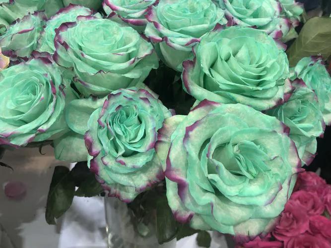 婀娜多姿的鲜花,一朵鲜花点缀不出绚丽多姿的春天