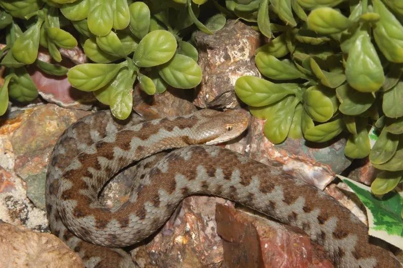 「原来欧洲有这么多种蛇？！」偷师卡塞尔的豢龙大师·下