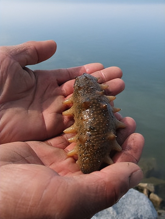 海参的养殖技巧和方法,海参如何养殖有哪些管理注意事项