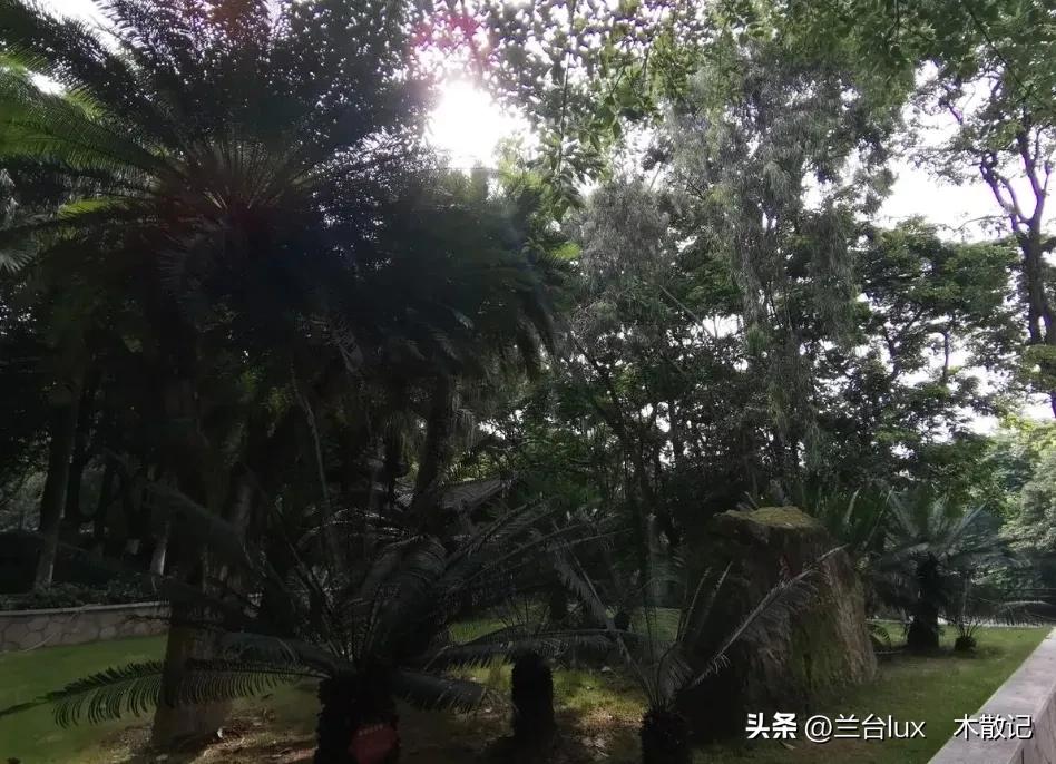 攀枝花的苏铁园有什么,攀枝花苏铁园林介绍