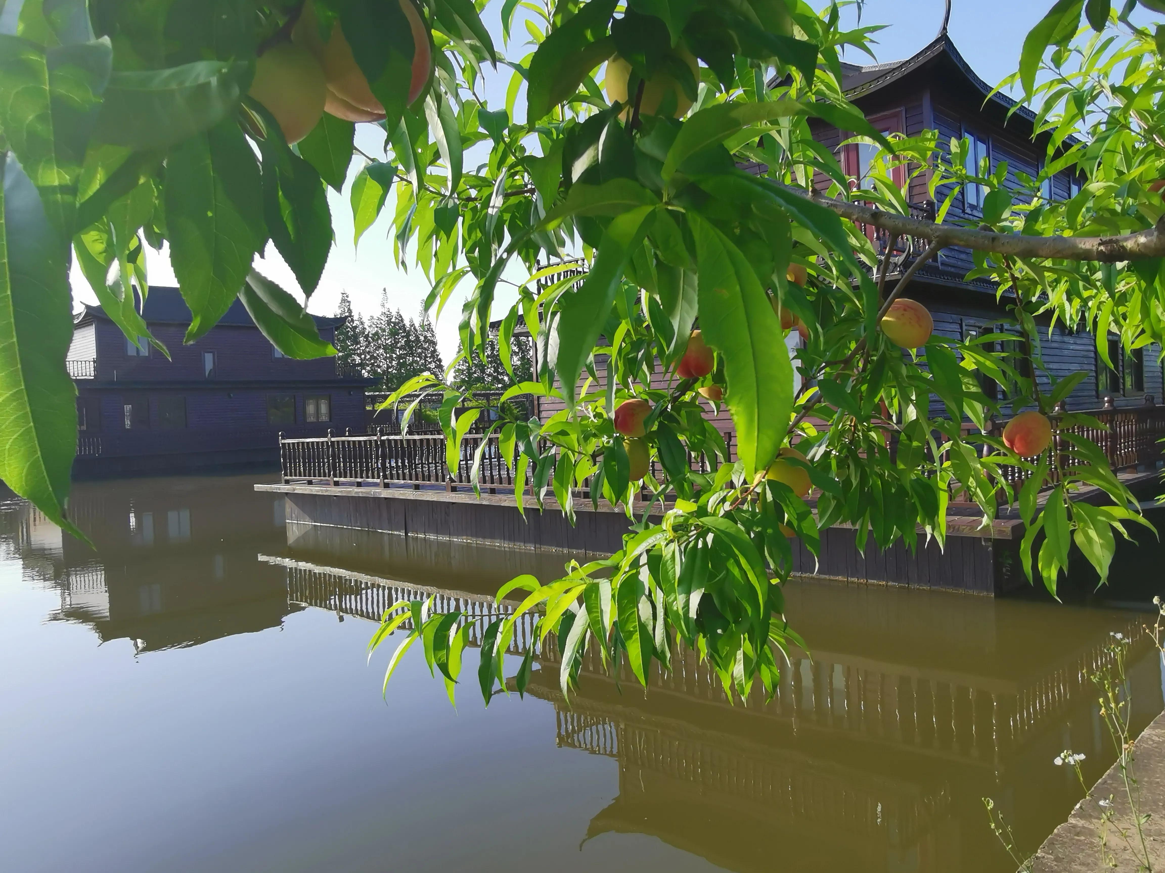 琼瑶飘逝的梦小说,琼瑶和琼瑶谁漂亮