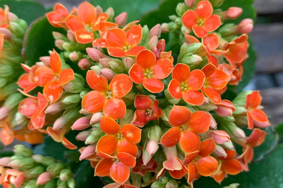 紫色蜜蜡玫瑰花,橙色飘花蜜蜡