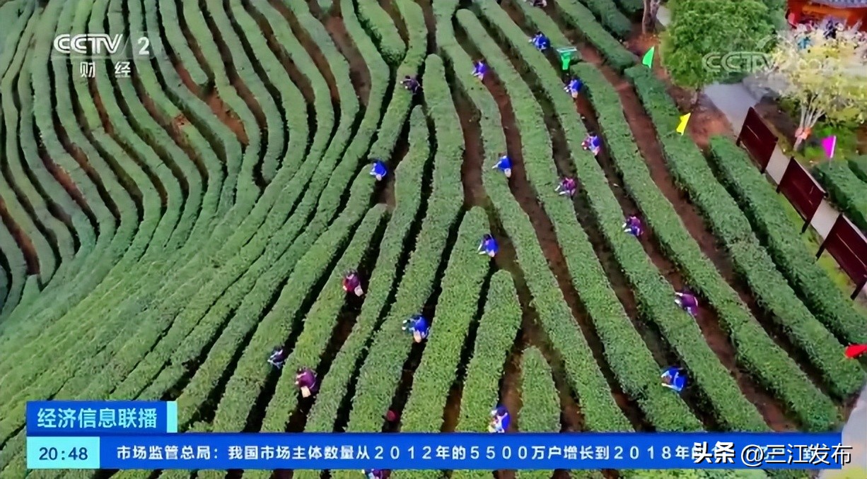 三江县早春茶央视宣传,三江早春第一茶
