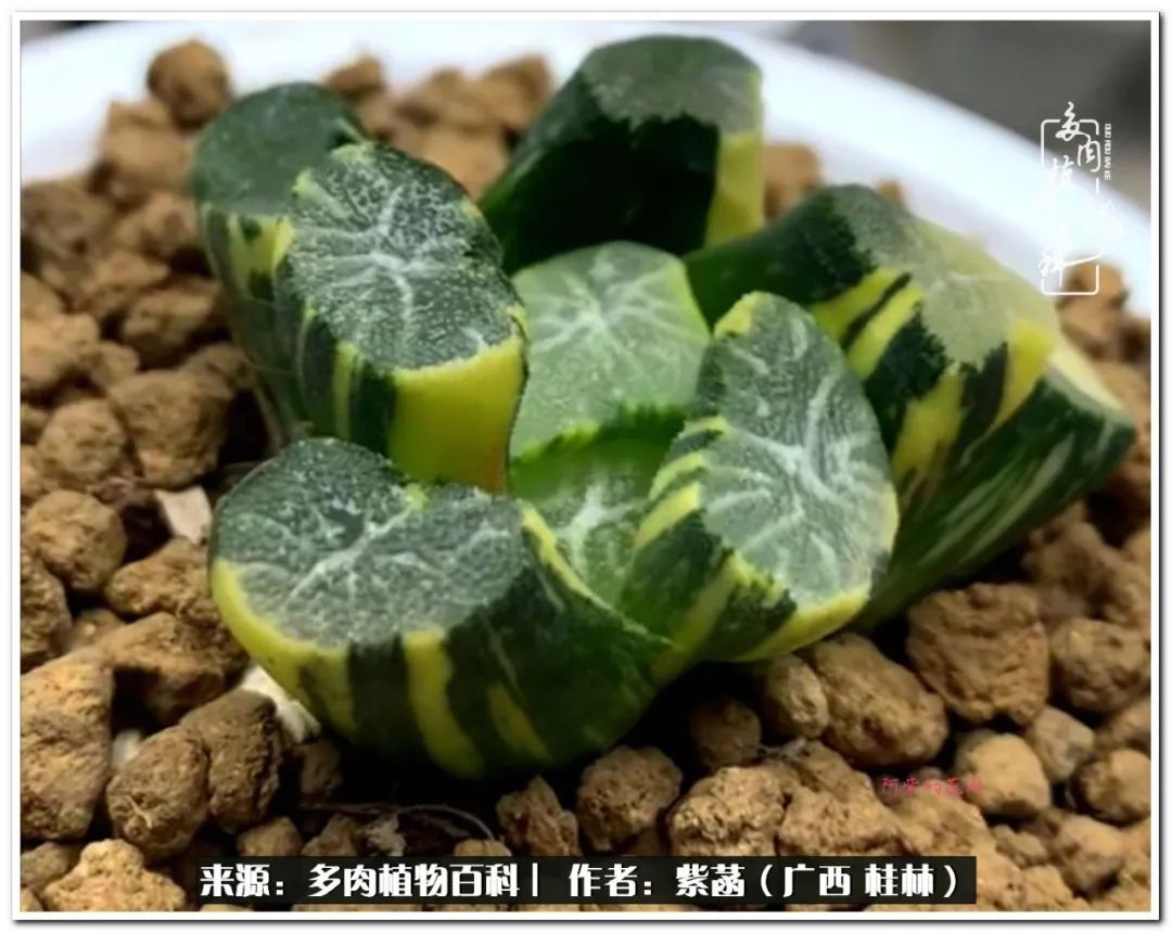 酷暑里的关爱，如十二卷般透亮绵长