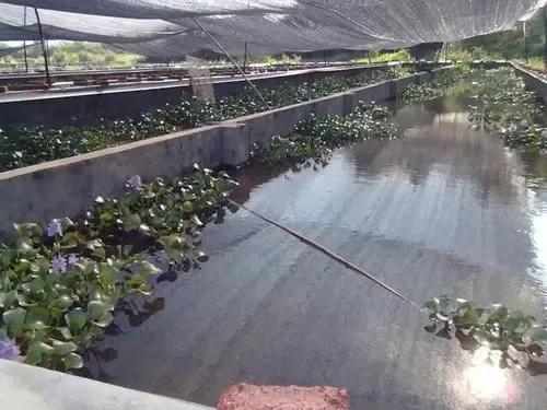 蚂蝗在哪里养殖最好,软黄金蚂蝗养殖