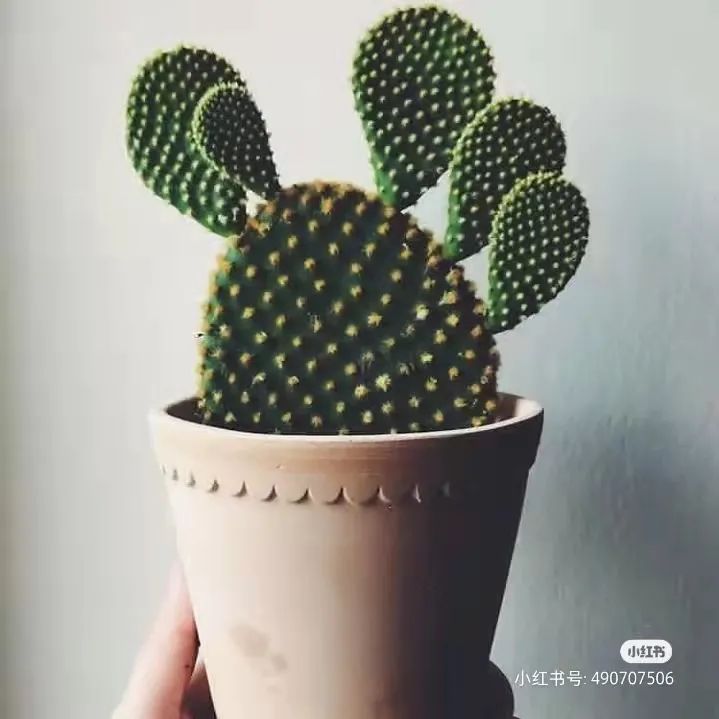 办公室必买的绿植,适合办公室的大型绿植大全