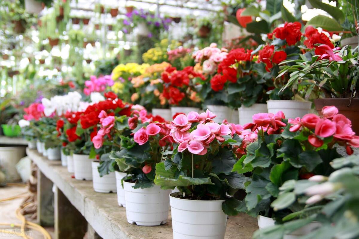 盆栽花怎么养才开花多呢,盆栽花怎么养能长久一点