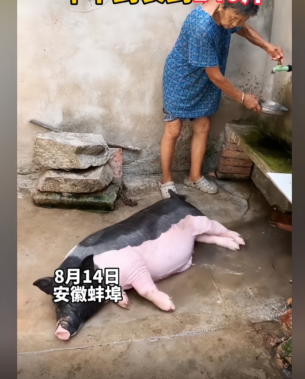 女子网购泰国小香猪，一年后发现有些不对：这是上当了呀