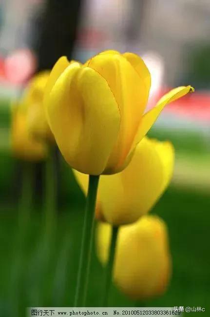 鲜花五彩缤纷争奇斗艳,最美鲜花一年四季都在争艳怒放