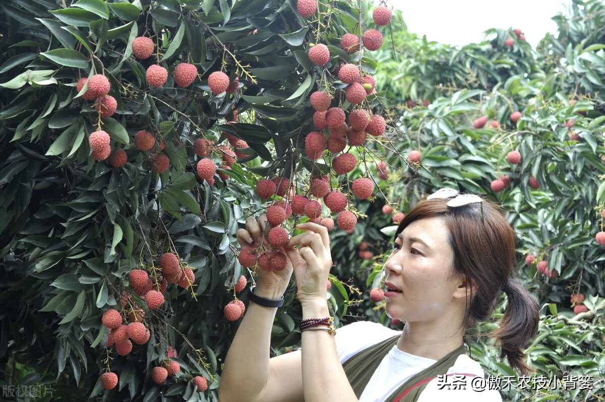 赤霉素适用于什么作物,赤霉素在不同作物上如何使用
