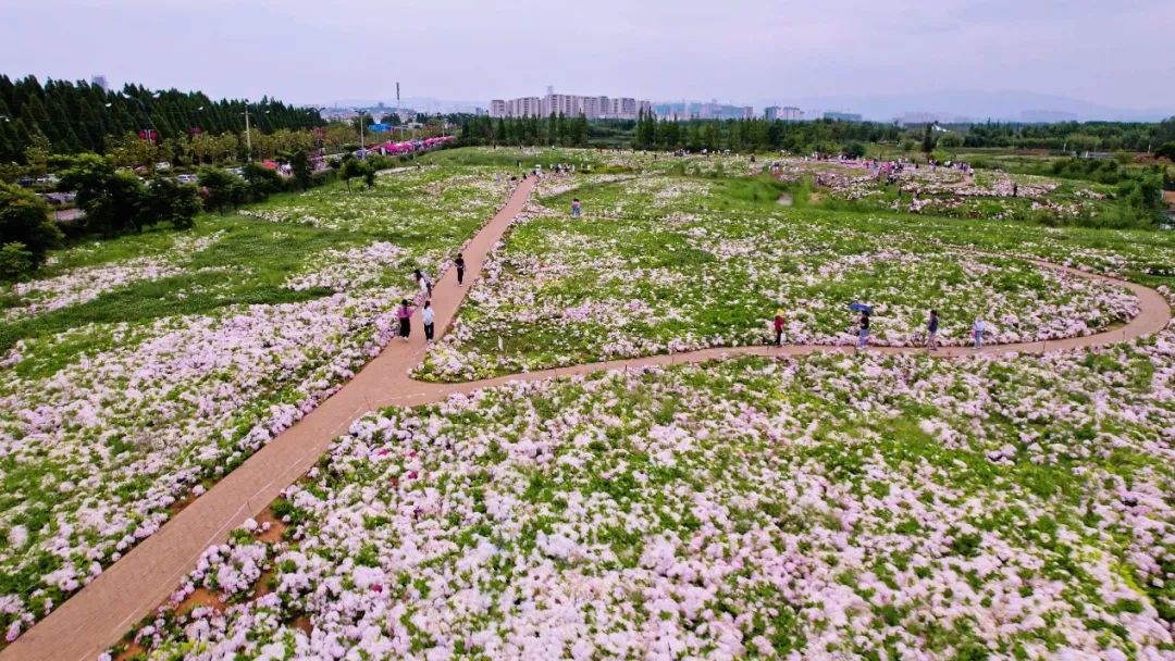 云花大结局云花和谁在一起了,斗南云花