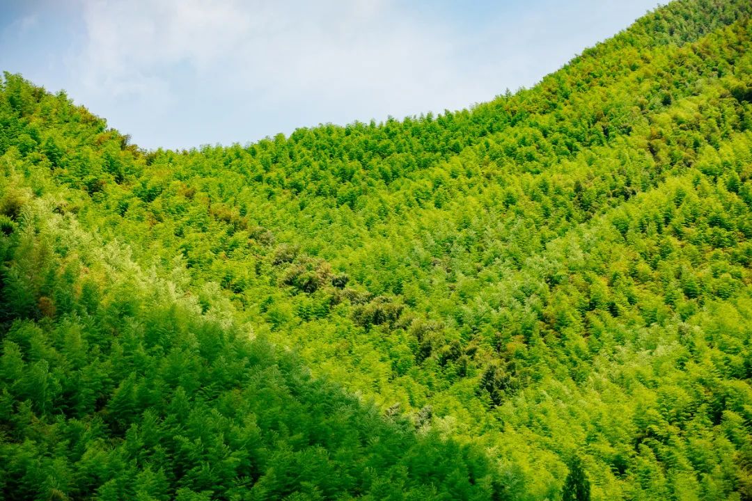 莫干山三天两晚绝美民宿,藏在莫干山的这家民宿真的美翻了