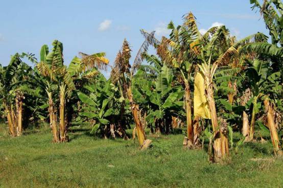30年后香蕉灭绝,真正的香蕉到底是怎么灭绝的