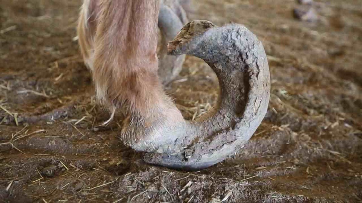 有马蹄铁的马和没马蹄铁的马,橡胶马蹄铁和普通马蹄铁的区别