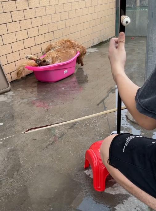 网红金毛coco到底是得了什么病,金毛coco离世原视频