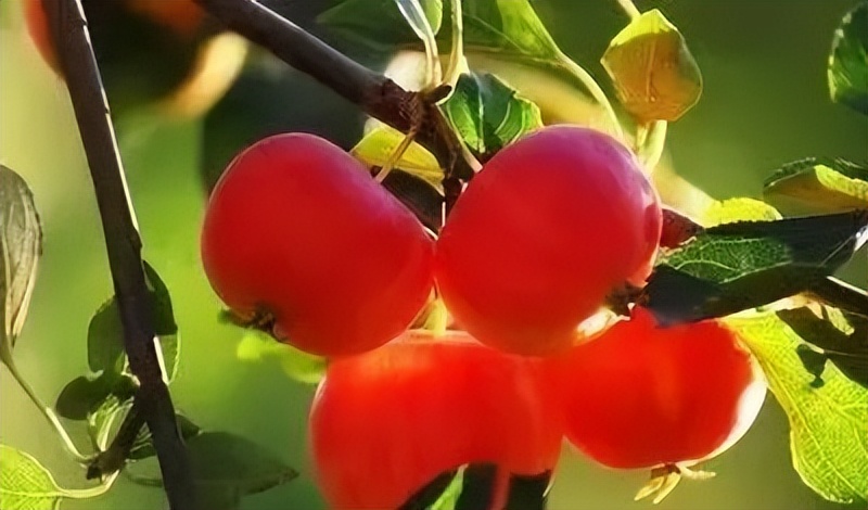 岁月留香歌曲完整版,岁月留香诵读