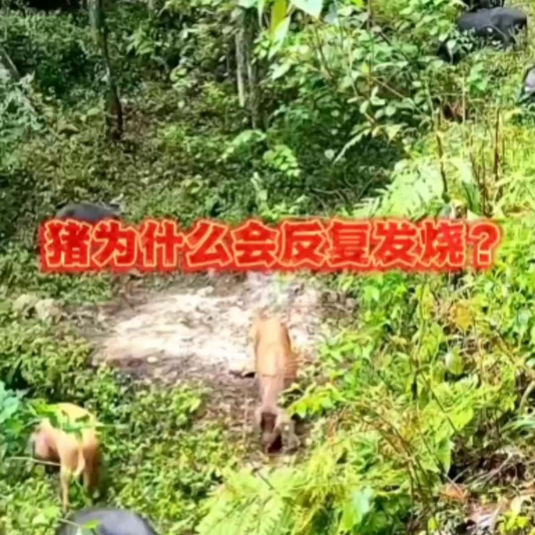 猪产后十五天反复发烧喘怎么办,猪反复发烧是什么原因引起的