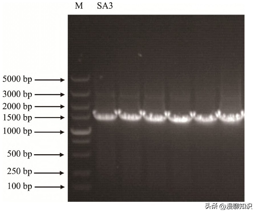 抑制幽门螺旋杆菌的乳酸菌,抑制幽门螺杆菌的乳酸菌